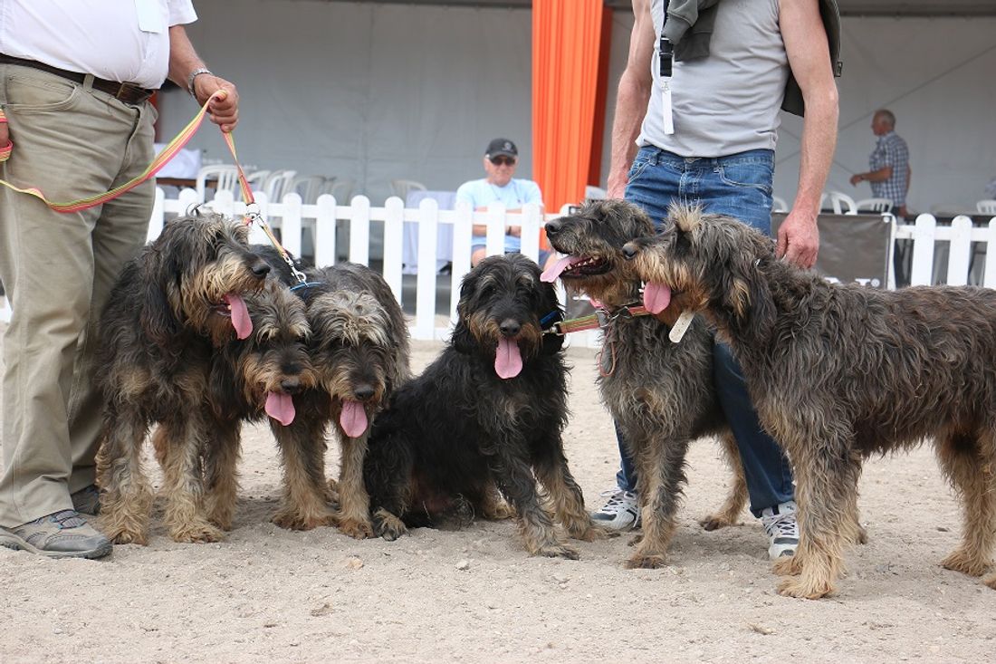 Les chiens de Bourgogne-Franche-Comté sont à l'honneur sur le salon de l'agriculture, à Paris